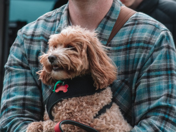 Gallery - Australian Celtic Festival