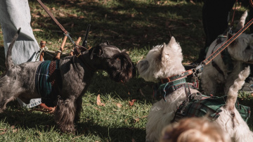 Gallery - Australian Celtic Festival